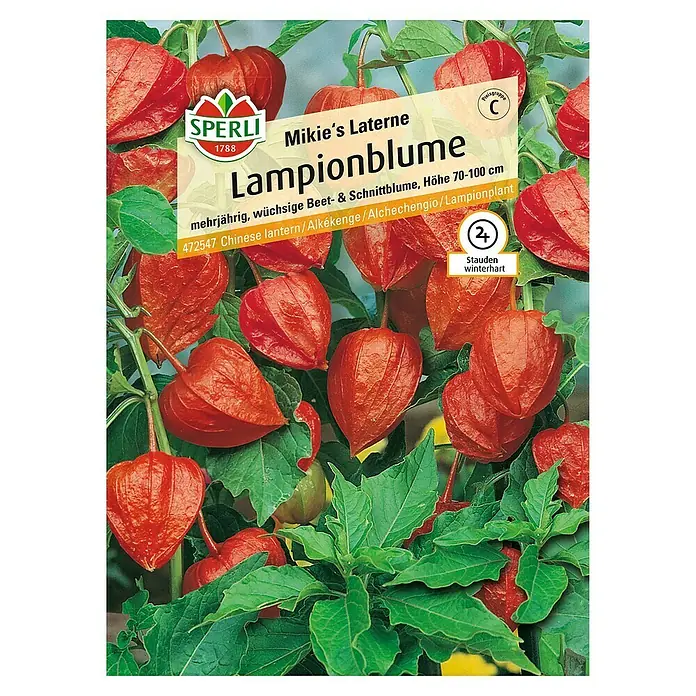 Sperli Blumensamen Lampionblume - Physalis alkekengi, Blütezeit: August - Samenpackung Lampionblume 'Mikie's Laterne' von Sperli, mehrjährig, mit leuchtend orangefarbenen Blütenhüllen und grünen Blättern.