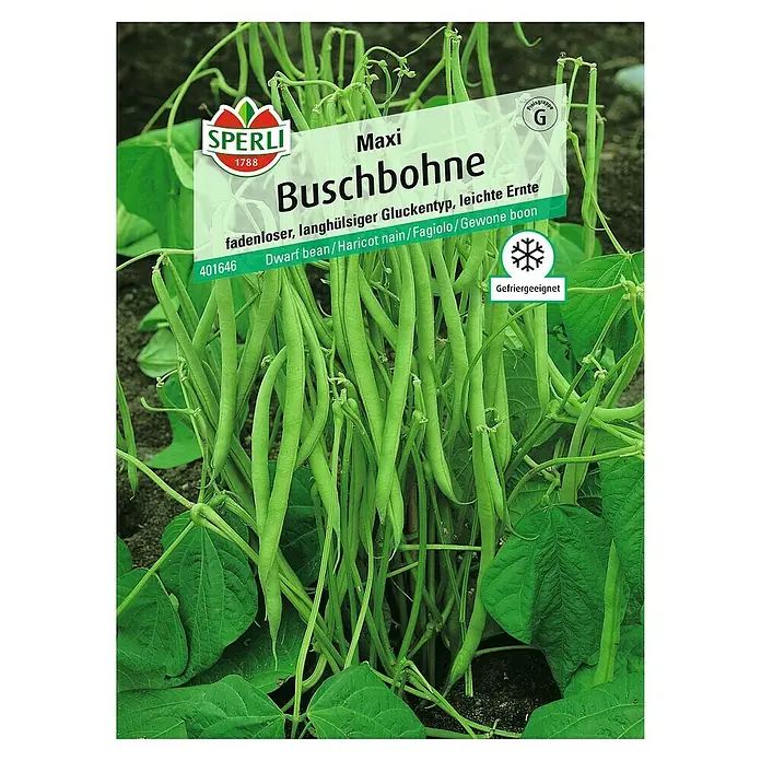Sperli Gemüsesamen Buschbohne - Maxi, Phaseolus vulgaris var. nanus, Erntezeit: Juli - Abbildung der Samenpackung Maxi Buschbohne, eine fadenlose Sorte mit langer Hülse und leichter Ernte, ideal zum Einfrieren.