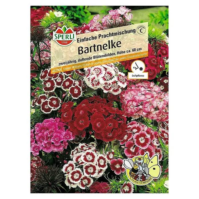Sperli Blumensamen Bartnelke Prachtmischung - Dianthus barbatus, Blütezeit: Juli - Samenpackung Bartnelken. Eine zweijährige, duftende Mischung aus verschiedenen Farben, die bis zu 60 cm hoch wird.