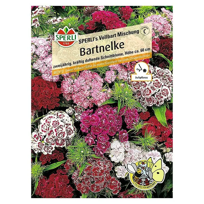 Sperli Blumensamen Bartnelke Vollbart-Mischung - Dianthus caryophyllus, Blütezeit: Juli - SPERLI's Bartnelke Vollbart Mischung: Zweijährige, duftende Schnittblume in verschiedenen Farben, Höhe ca. 60 cm.