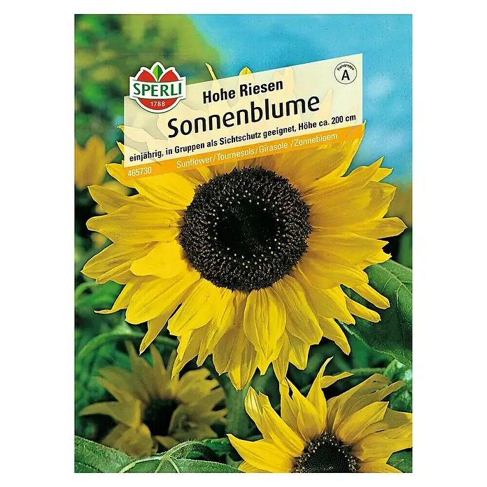 Sperli Blumensamen Sonnenblume - Hohe Riesen, Helianthus annuus, Blütezeit: August - Abbildung eines SPERLI Sonnenblumen-Samens, ideal für hohe, schnell wachsende Sonnenblumen, die bis zu 200 cm hoch werden können.