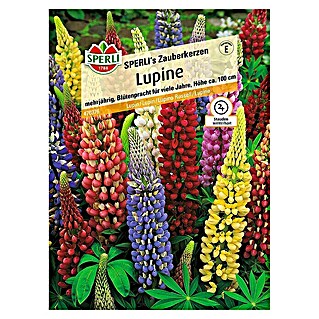 Sperli Blumensamen Lupine (Lupinus polyphyllus, Blütezeit: Juni)