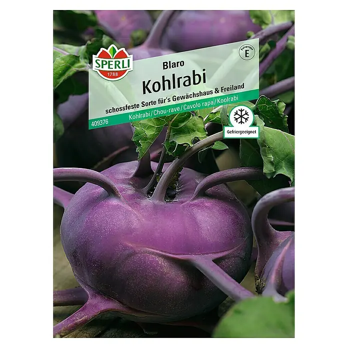 Sperli Gemüsesamen Kohlrabi - Blaro, Brassica oleracea, Erntezeit: Mai - Nahaufnahme von Blaro Kohlrabi-Samen von Sperli, ideal für Gewächshaus und Freiland. Gefriergeeignet für eine lange Haltbarkeit.
