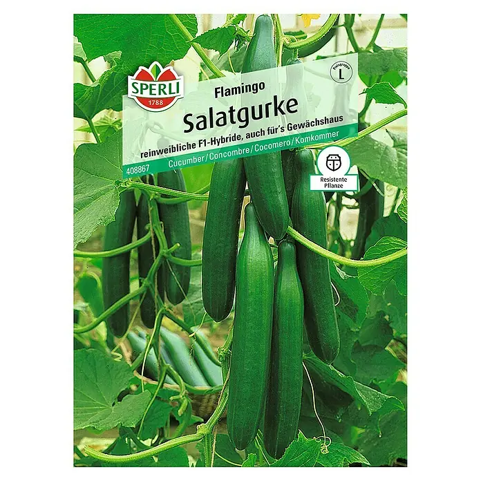 Sperli Gemüsesamen Salatgurke - Flamingo, Cucumis sativus, Erntezeit: Juni - Samenpackung 'Flamingo Salatgurke': Eine widerstandsfähige, reinweibliche F1-Hybride, ideal für Gewächshäuser.