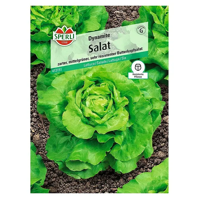 Sperli Salatsamen Kopfsalat - Dynamite, Lactuca sativa - Die Abbildung zeigt eine Samenpackung von 'Dynamite Salat', einem resistenten, hellgrünen Butterkopfsalat von Sperli, ideal für den Anbau.