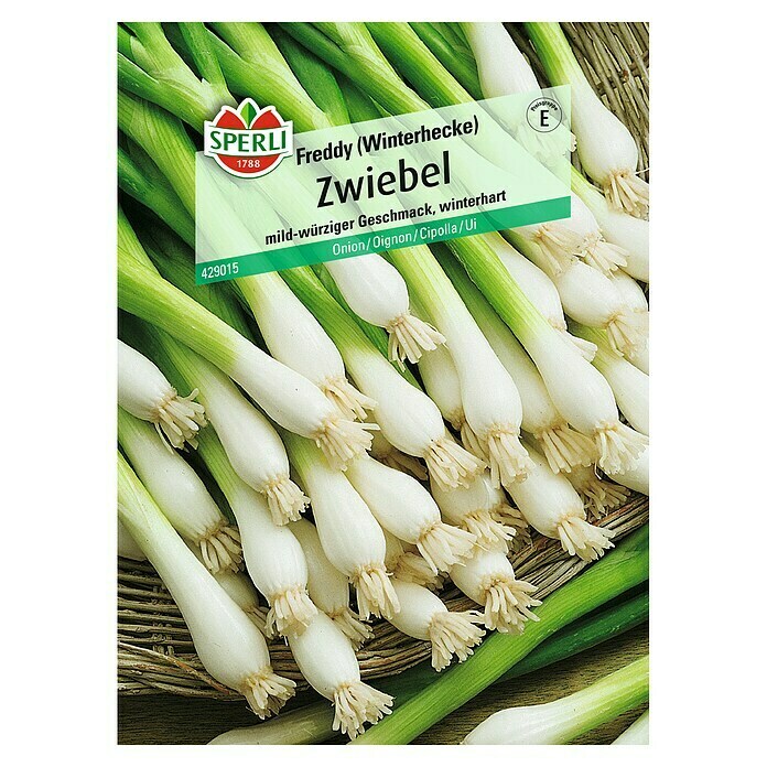 Sperli Gemüsesamen ZwiebelAllium fistulosum, Erntezeit: April - Oktober Front View