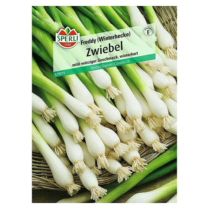 Sperli Gemüsesamen Zwiebel - Allium fistulosum, Erntezeit: April - Bild einer Packung Winterheckenzwiebel "Freddy" von Sperli, knackig frisch und aromatisch.