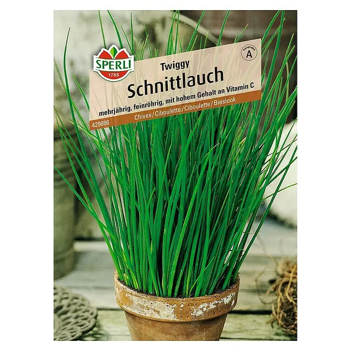 Sperli Kräutersamen Schnittlauch - Twiggy, Allium schoenoprasum, Saatzeit: April, Erntezeit: Ganzjährig - Bild einer Schnittlauch-Samenpackung der Marke Sperli, Sorte Twiggy, mehrjährig und reich an Vitamin C.