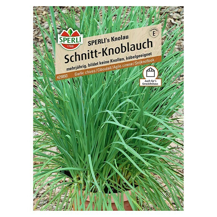 SCHNITT KNOBLAUCH   SPERLI´S KNOBLAUCH