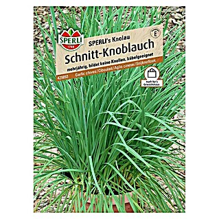 Sperli Kräutersamen Schnitt-Knoblauch (Allium tuberosum, Saatzeit: April)