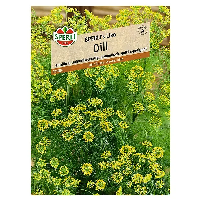 Sperli Kräutersamen Dill - Sperli's Liso, Anethum graveolens var. hortorum, Saatzeit: März, Erntezeit: Juni - Samenpackung Sperli's Liso Dill, einjährig, schnellwüchsig, aromatisch und gefriergeeignet für die perfekte Ergänzung zu Ihren Gerichten.