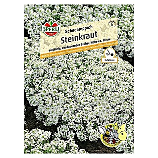 Sperli Blumensamen Steinkraut (Lobularia maritima, Blütezeit: Juni)