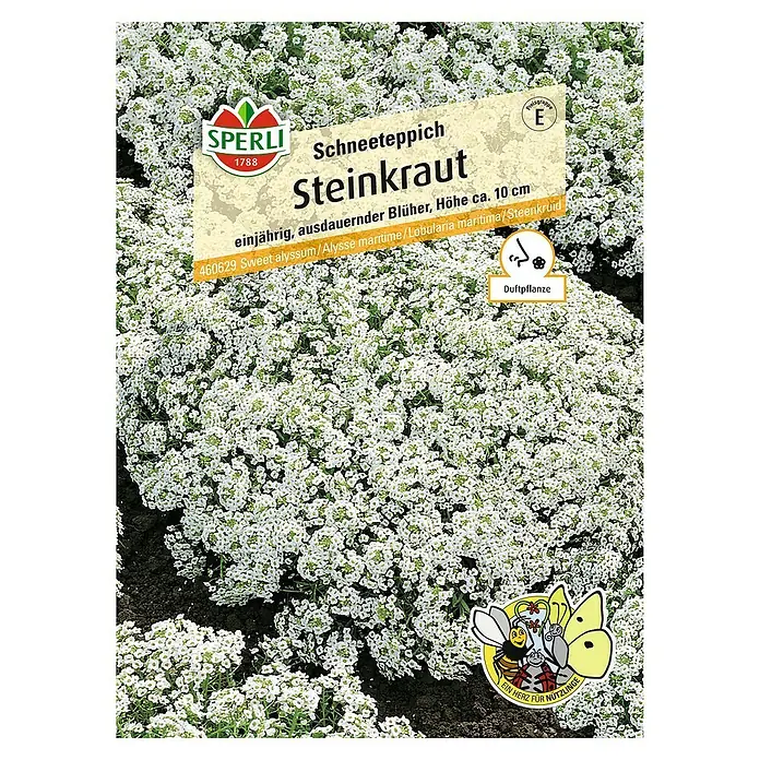 Sperli Blumensamen Steinkraut - Lobularia maritima, Blütezeit: Juni - Das Bild zeigt eine Packung Steinkraut 'Schneeteppich' von Sperli, eine einjährige, duftende Pflanze mit weißen Blüten.