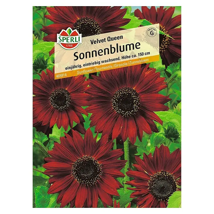 Sperli Blumensamen Sonnenblume - Velvet Queen, Helianthus annuus, Blütezeit: Juli - Samentüte Sonnenblume 'Velvet Queen' von Sperli mit tiefroten Blüten und dunkler Mitte, ideal für Beet und Vase.