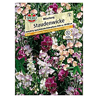 Sperli Blumensamen Staudenwicke (Lathyrus latifolius, Blütezeit: Juni)