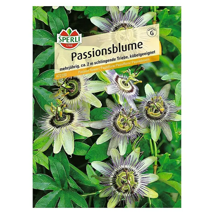 Sperli Blumensamen Passionsblume - Passiflora caerulea, Blütezeit: April - Samenpackung Passionsblume der Marke Sperli. Mehrjährige Kletterpflanze mit einzigartigen, exotischen Blüten, ideal für Kübel.