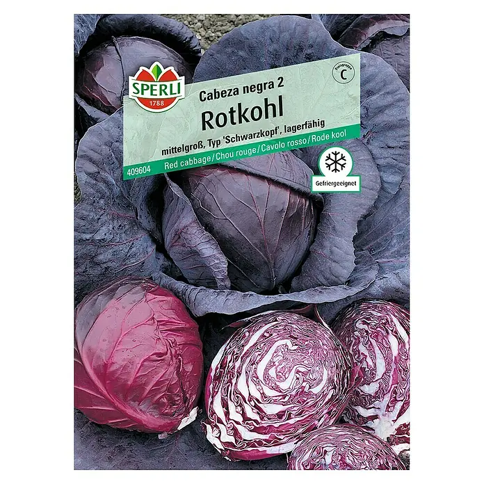 Sperli Gemüsesamen Rotkohl - Brassica oleracea, Erntezeit: September - Abbildung eines Kopfes Rotkohl der Sorte 'Cabeza negra 2' von Sperli, einer mittelfrühen, lagerfähigen Sorte mit guter Frostverträglichkeit.