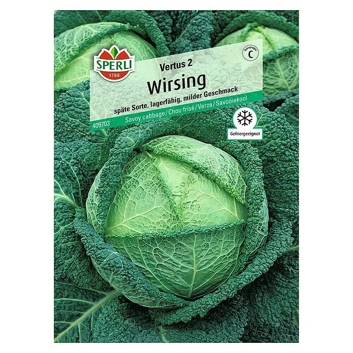 Sperli Gemüsesamen Wirsing - Brassica oleracea, Erntezeit: Oktober - Abbildung eines frischen, grünen Wirsingkohlkopfes der Sorte "Vertus 2" von Sperli, eine späte und lagerfähige Sorte mit mildem Geschmack.