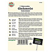 GLOCKENREBE VIOLETTESCHÖNHEIT