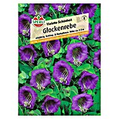 GLOCKENREBE VIOLETTESCHÖNHEIT