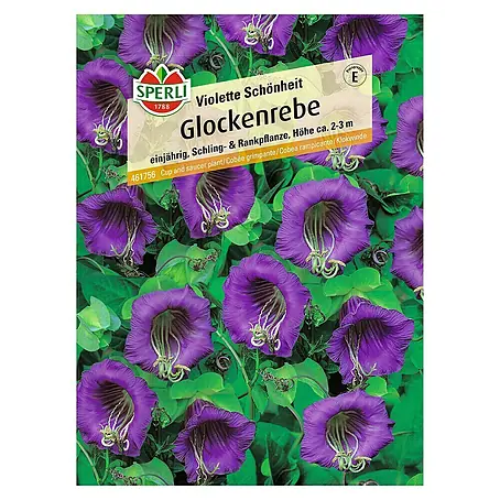 Sperli  Blumensamen Glockenrebe