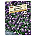 Sperli Blumensamen Steinkraut 
