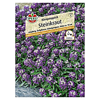Sperli Blumensamen Steinkraut (Lobularia maritima, Saatzeit: April - Mai)