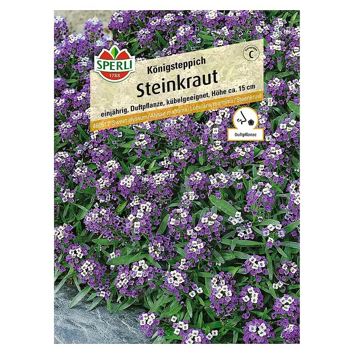 Sperli Blumensamen Steinkraut - Lobularia maritima, Saatzeit: April - Produktfoto von 'Königsteppich Steinkraut', einjährig, duftend, geeignet für Kübel, Höhe ca. 15 cm.