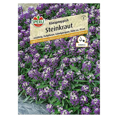 Sperli  Blumensamen Steinkraut