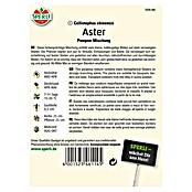 ASTER POMPON MISCHUNG