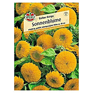 Sperli Blumensamen Sonnenblume (Gelber Knirps, Helianthus annuus, Blütezeit: August)