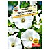 Sperli Blumensamen Bechermalve Mont Blanc 