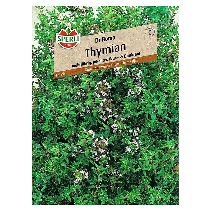 Sperli Kräutersamen Thymian Di Roma - Thymus vulgaris, Saatzeit: Mai, Erntezeit: Juli - Abbildung von "Di Roma" Thymiansamen von Sperli, einer mehrjährigen, duftenden Würzpflanze, die als Küchenkraut beliebt ist.