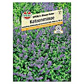 KATZENMINZE SPERLI´SBLAUER KATER