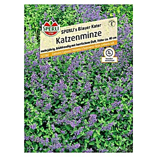 Sperli Blumensamen Katzenminze