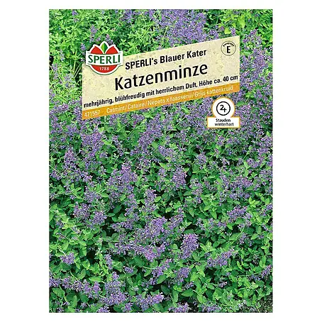 Sperli  Blumensamen Katzenminze