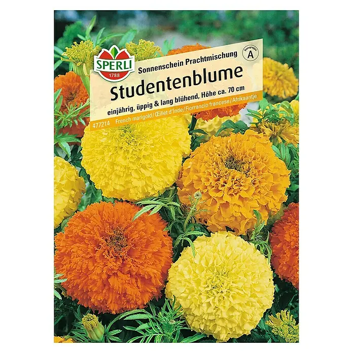 Sperli Blumensamen Studentenblume - Tagetes erecta, Mehrfarbig - Samenpackung Studentenblume Sonnenschein Prachtmischung von Sperli, einjährig, üppig und lang blühend, Höhe ca. 70 cm.