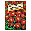 STUDENTENBLUME CARMEN