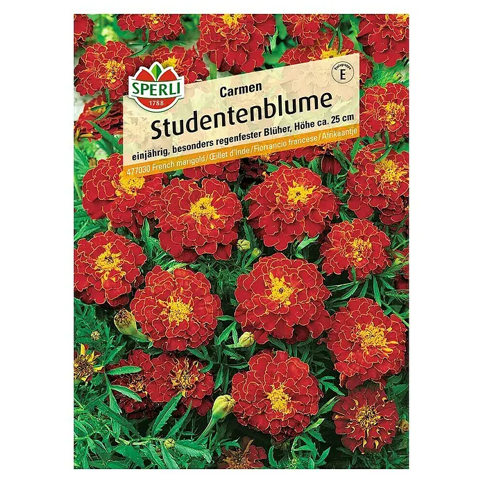 Sperli Blumensamen Studentenblume - Tagetes patula, Rot - Samentüte Studentenblume 'Carmen' von Sperli. Die einjährige, regenresistente Blume wird ca. 25 cm hoch.