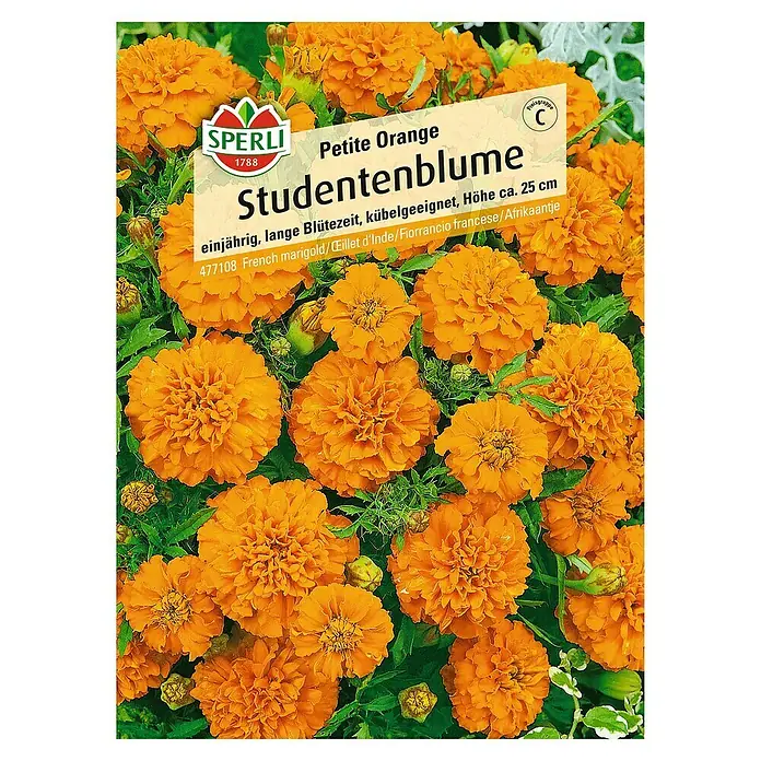 Sperli Blumensamen Studentenblume - Tagetes patula, Gelb-Orange - Samenpackung Studentenblume Petite Orange. Einjährige Pflanze, ideal für Beet, Topf und Kübel. Höhe ca. 25 cm.