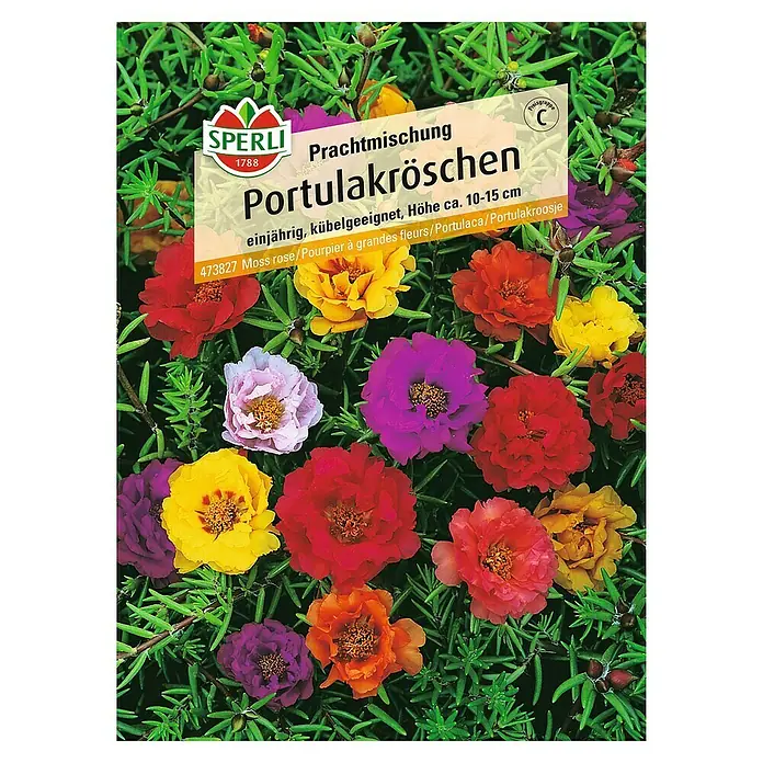 Sperli Blumensamen Portulakröschen - Portulaca grandiflora, Mehrfarbig - Saatgutpackung Portulakröschen Prachtmischung von Sperli, einjährige, farbenfrohe Sommerblumen für Beet, Balkon und Kübel.