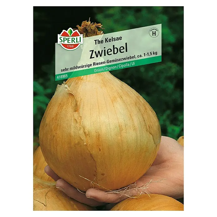 Sperli Gemüsesamen Zwiebel - Allium cepa, Erntezeit: September - Riesige 'The Kelsae' Zwiebel der Marke Sperli. Sehr milde und ca. 1-1,5 kg schwer, ideal für die Küche!