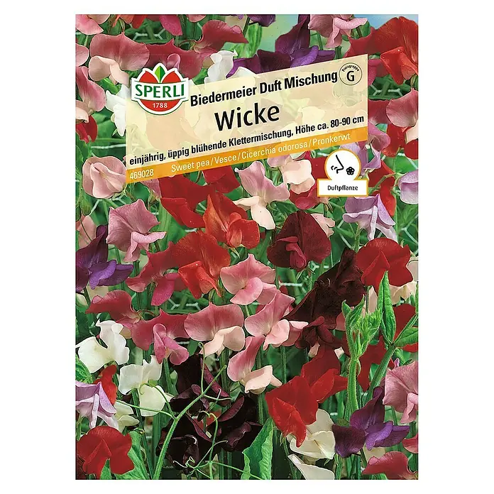 Sperli Blumensamen Wicke - Lathyrus latifolius, Mehrfarbig - Samenpackung Biedermeier Duft-Wicke Mischung. Einjährig, üppig blühende Kletterpflanze mit einer Höhe von ca. 80-90 cm.