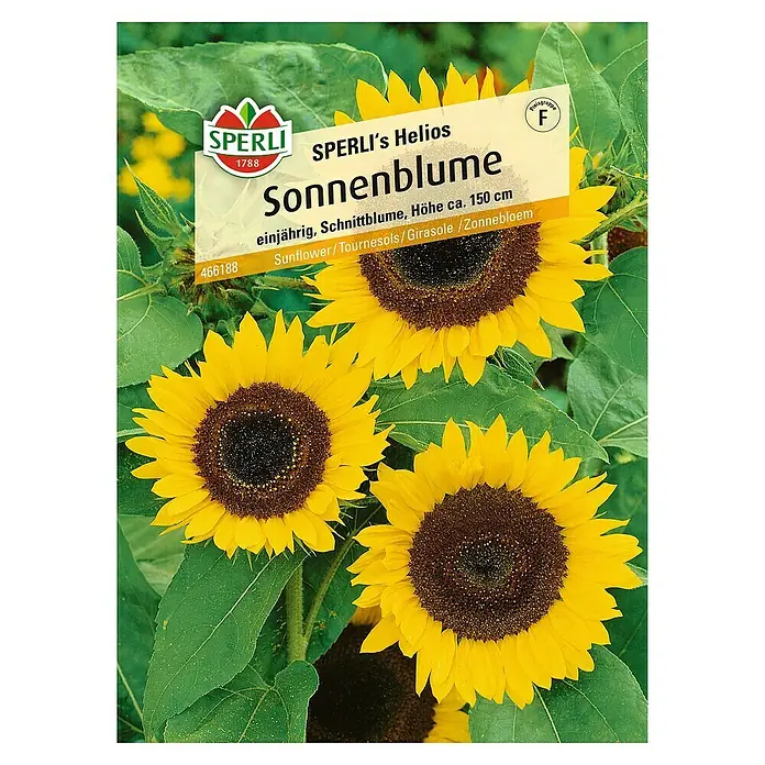 Sperli Blumensamen SonnenblumeHelios, Helianthus annuus, Blütezeit: August - Sonnenblumen-Saatgutpackung "SPERLI's Helios" mit gelben Blüten, einjährig, Höhe ca. 150 cm, ideal als Schnittblume für leuchtende Sommerblumen.