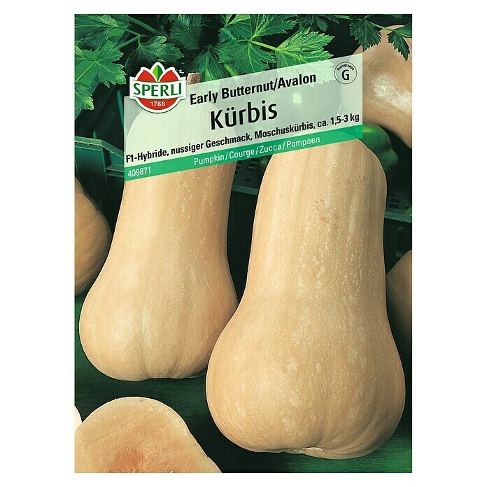 Sperli Gemüsesamen Kürbis (Early Butternut, Cucurbita moschata, Erntezeit: August) | BAUHAUS