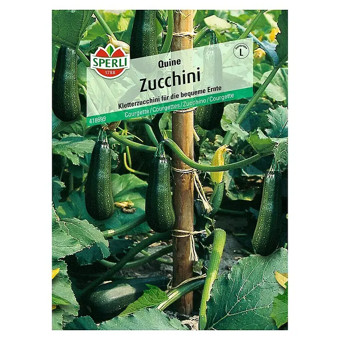 Sperli Gemüsesamen ZucchiniQuine, Cucurbita pepo, Erntezeit: Juni - Das Bild zeigt eine Quine Zucchini-Pflanze der Marke Sperli, eine Kletterzucchini, die sich durch bequeme Ernte auszeichnet.