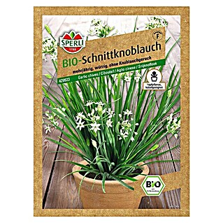 Sperli Kräutersamen Bio Schnittknoblauch (Allium tuberosum, Saatzeit: April, Erntezeit: Ganzjährig)