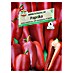 Sperli Gemüsesamen Paprika 