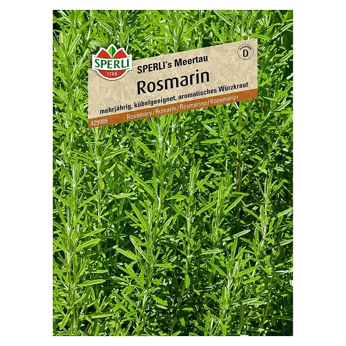 Sperli Kräutersamen Rosmarin Sperli's Meertau - Rosmarinus officinalis, Saatzeit: Mai, Erntezeit: Mai - Bild einer 'Sperli's Meertau Rosmarin'-Pflanze, einem aromatischen und mehrjährigen Küchenkraut, ideal für den Garten oder Balkon.