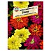 Sperli Blumensamen Zinnie Zauberball 